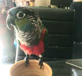 Lost Conure