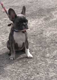 Lost Dog