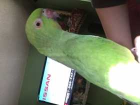 Lost Indian Ringneck Parakeet