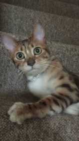 Lost Cat
