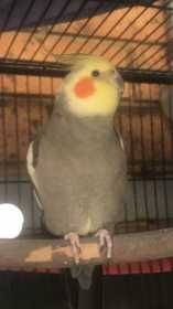 Lost Cockatiel