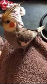 Lost Cockatiel