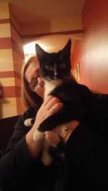 Lost Cat