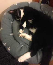 Lost Cat