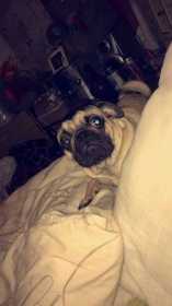 Lost Dog