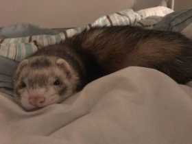 Lost Ferret