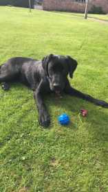 Lost Dog