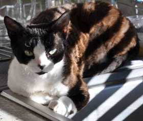 Lost Cat