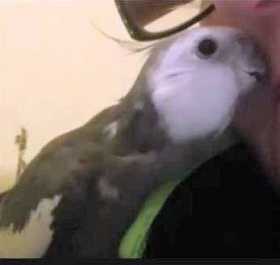 Lost Cockatiel