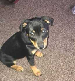 Lost Dog