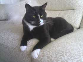Lost Cat