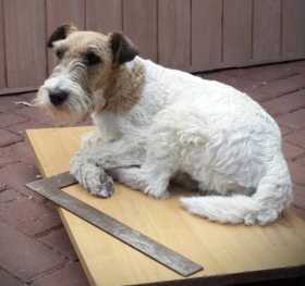 Lost Dog