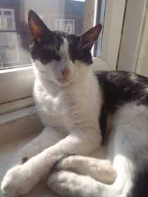 Lost Cat