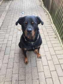 Lost Dog