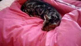 Lost Cat