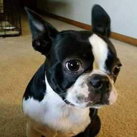 Lost Dog