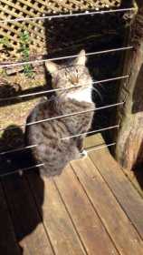 Lost Cat