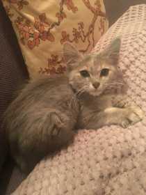 Lost Cat