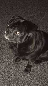 Lost Dog