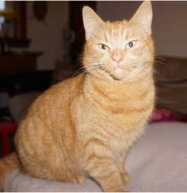 Lost Cat