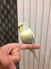 Lost Budgerigar