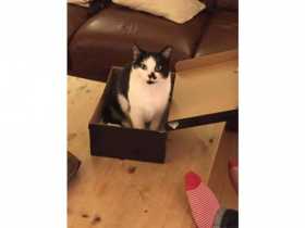 Lost Cat