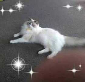 Lost Cat