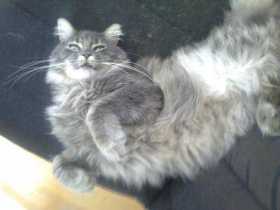Lost Cat