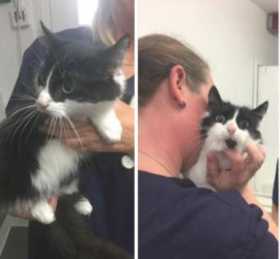 Lost Cat