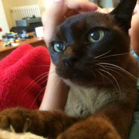 Lost Cat