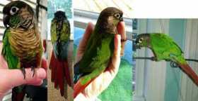 Lost Conure