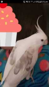 Lost Cockatiel