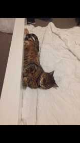 Lost Cat