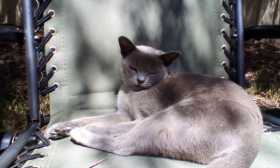 Lost Cat