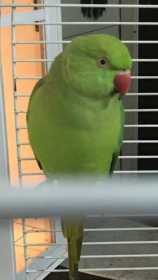 Lost Indian Ringneck Parakeet