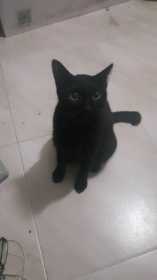 Lost Cat