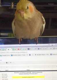 Lost Cockatiel