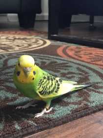 Lost Parakeet