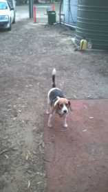 Lost Dog