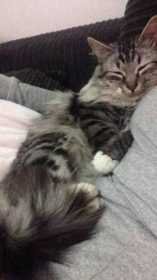 Lost Cat
