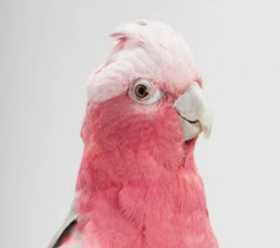 Lost Galah Cockatoo