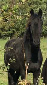 Lost Horse