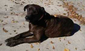 Lost Dog