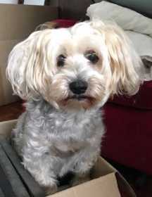 Lost Dog