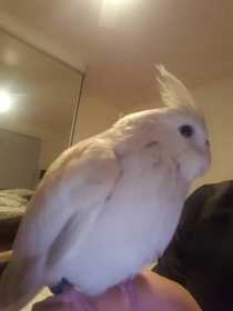 Lost Cockatiel