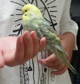 Lost Budgerigar