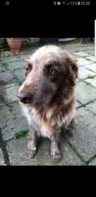 Lost Dog