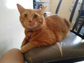 Lost Cat