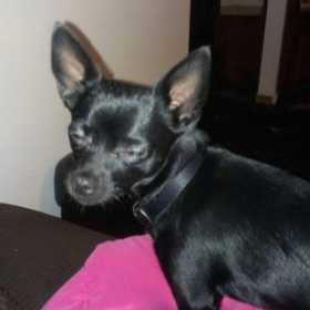 Lost Dog