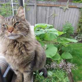 Lost Cat
